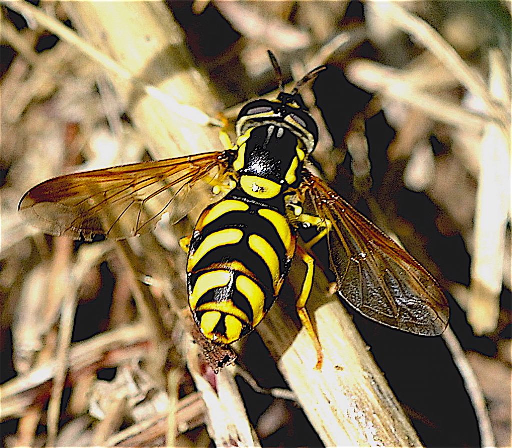 Chrysotoxum elegans ?  ...Chrysotoxum sp.